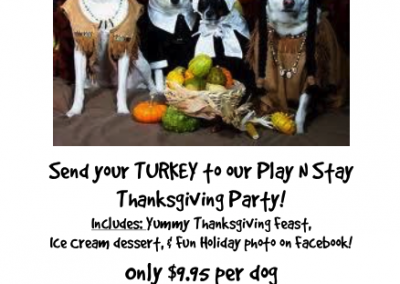 Thanksgiving Party for Dog