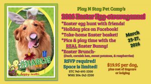 Party Easter Dog Daycare
